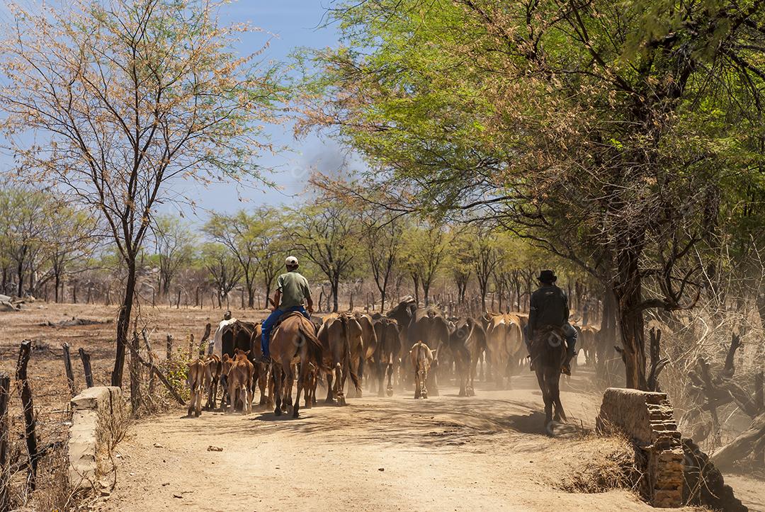 Gado. Gado é conduzido por estrada de terra no semiárido do Nordeste brasileiro