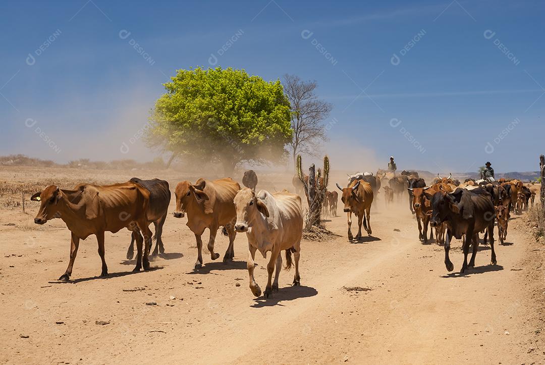 Gado. Gado sendo conduzido por estrada de terra no semiárido do Nordeste brasileiro. Boa Ventura, Paraíba, Brasil