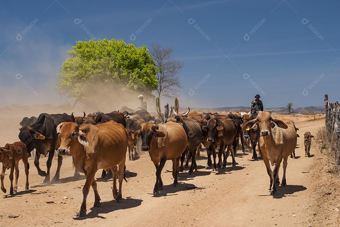 Gado. Gado é conduzido por estrada de terra no semiárido do Nordeste brasileiro