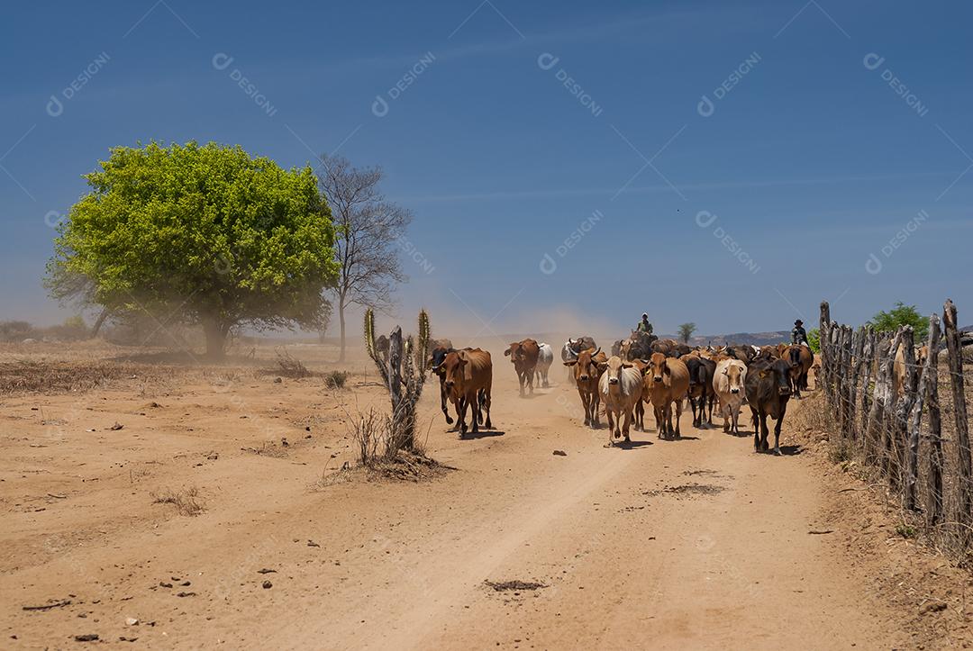 Gado. Gado sendo conduzido por estrada de terra no semiárido do Nordeste brasileiro. Boa Ventura, Paraíba, Brasil