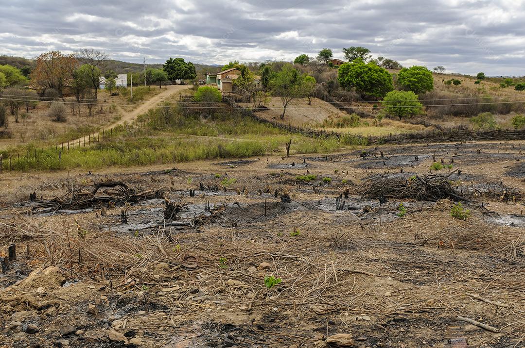 Desmatamento no bioma Caatinga, região semiárida do Nordeste do Brasil