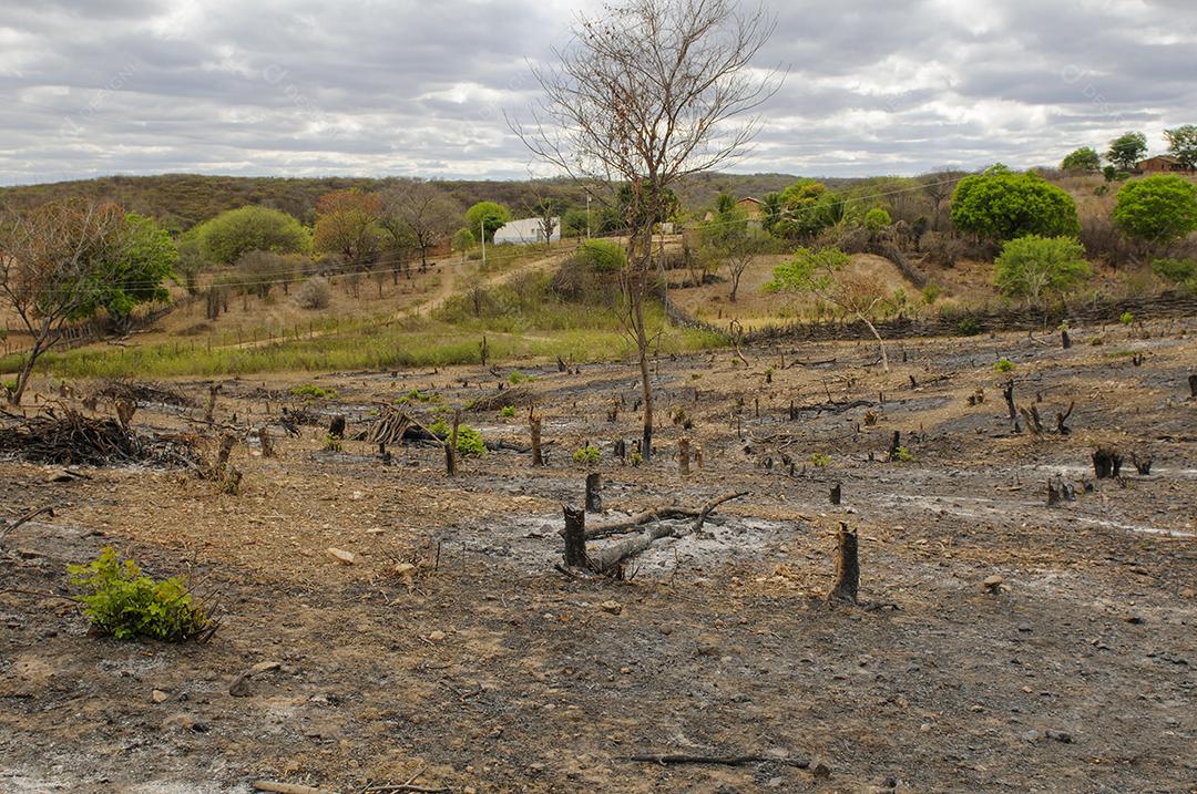 Desmatamento no bioma Caatinga, região semiárida do Nordeste do Brasil