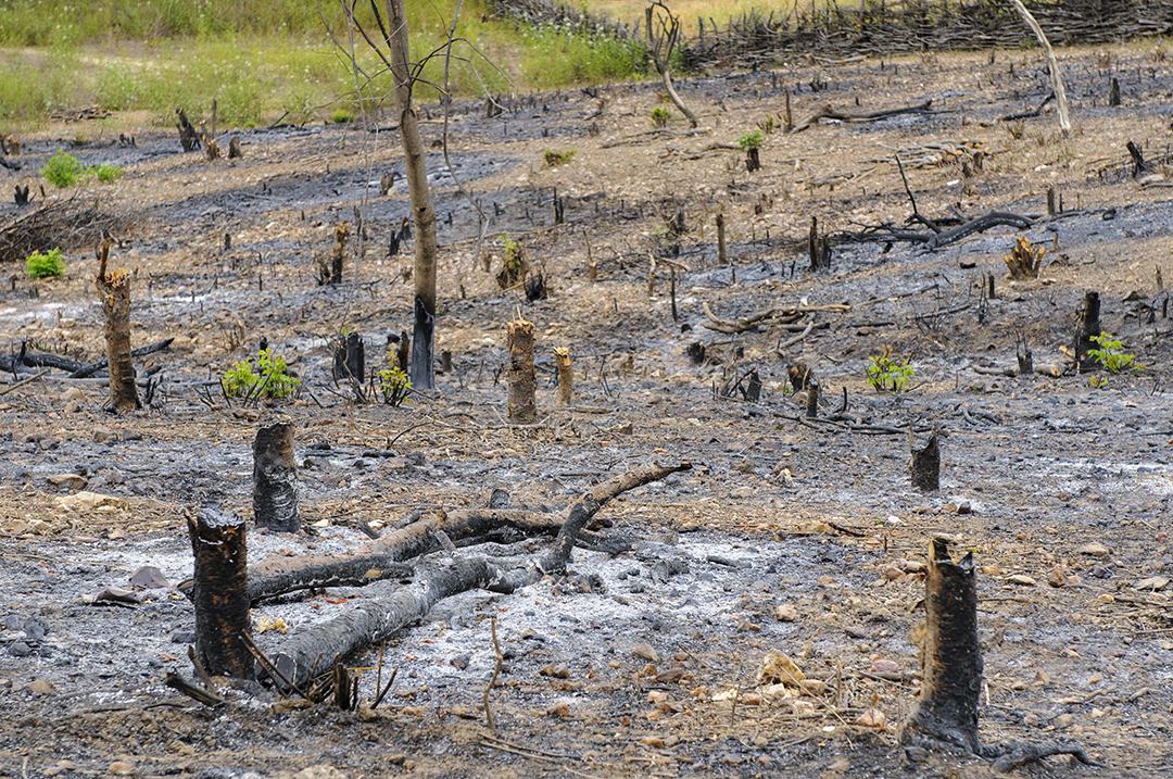 Desmatamento no bioma Caatinga, região semiárida do Nordeste do Brasil