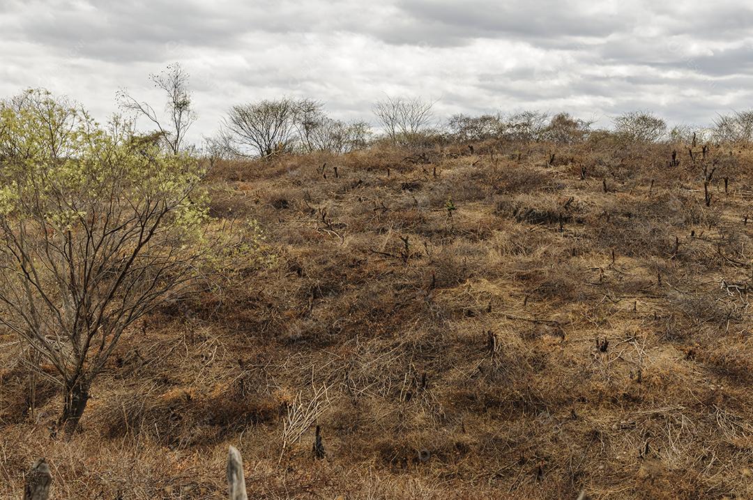 Desmatamento no bioma Caatinga, região semiárida do Nordeste do Brasil