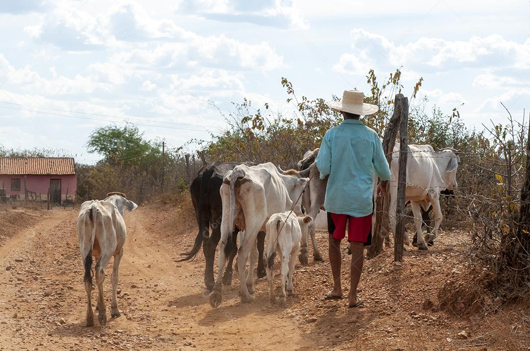 Gado. Gado é conduzido por estrada de terra no semiárido do Nordeste brasileiro
