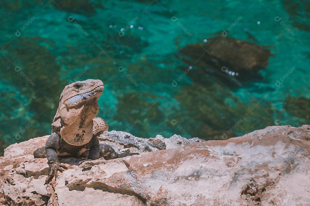 Iguana sobre lago paisagem pedras pedreiras