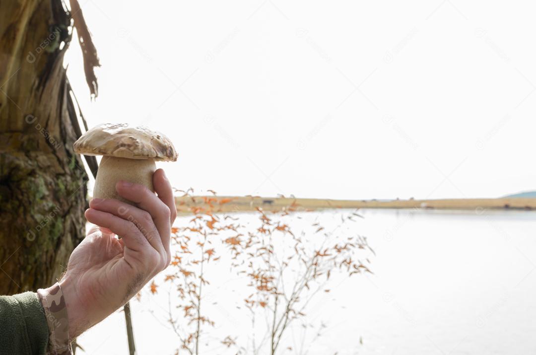 Caçando cogumelos porcini comestíveis na floresta