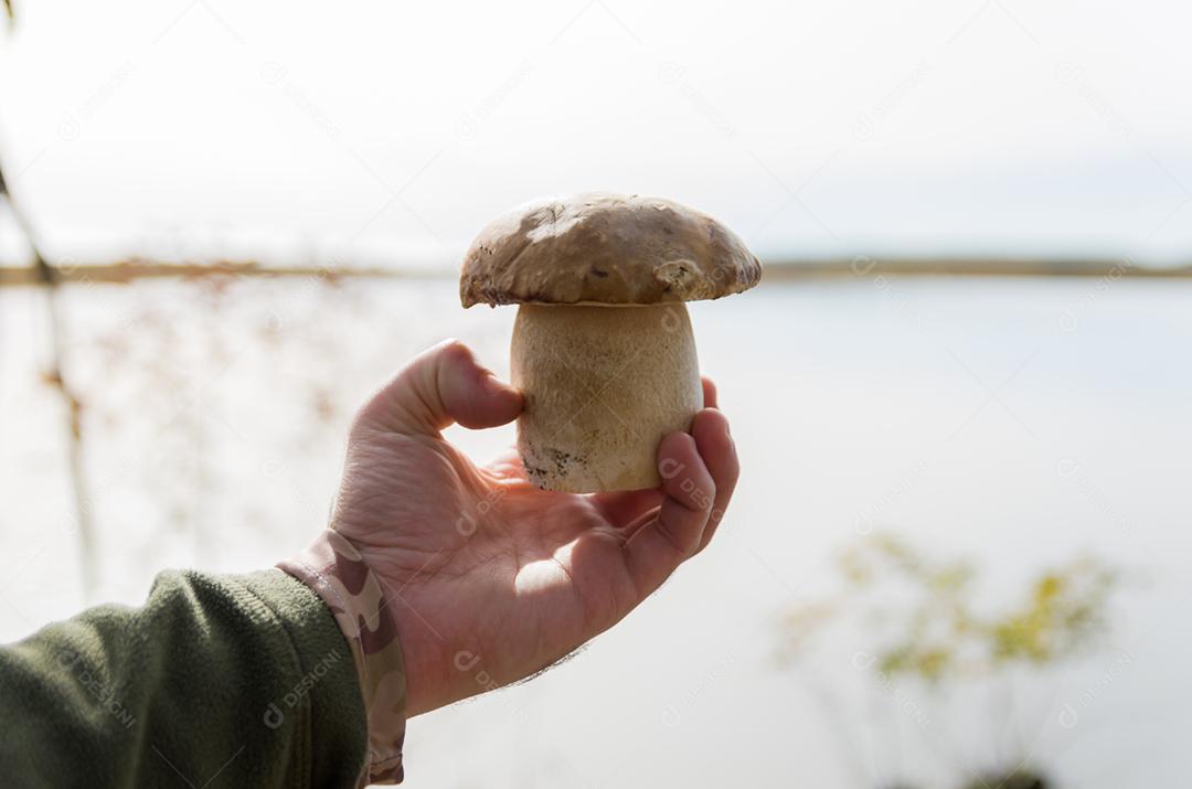 Caçando cogumelos porcini comestíveis na floresta