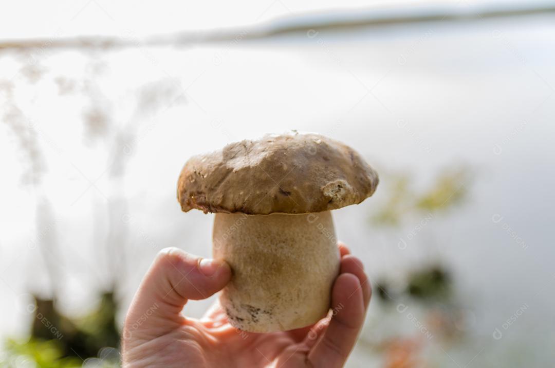 Caçando cogumelos porcini comestíveis na floresta