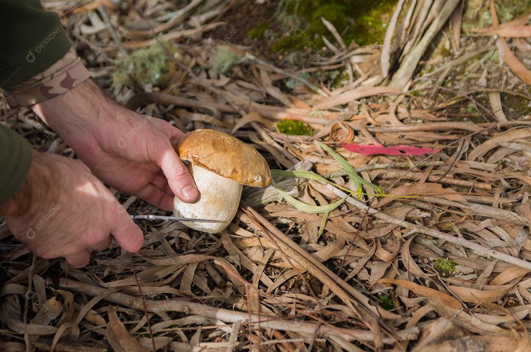 Caçando cogumelos porcini comestíveis na floresta