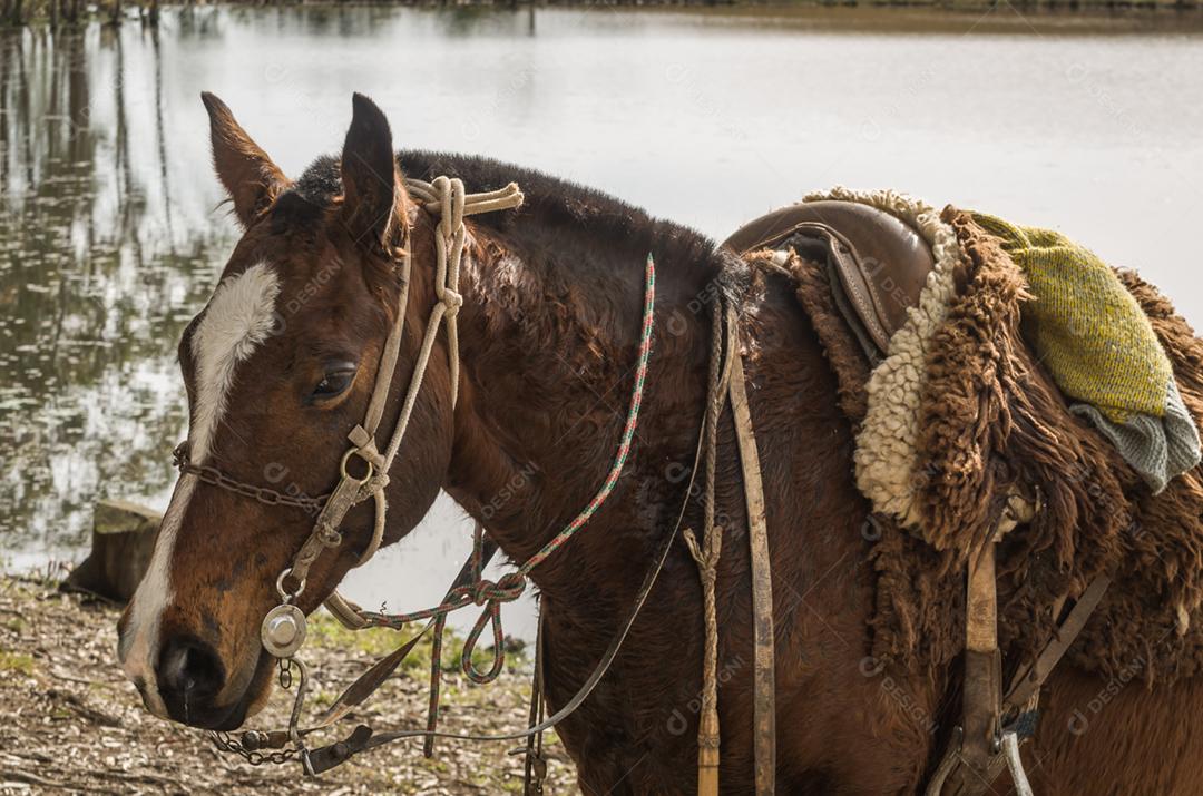 Creole horses on the farm.