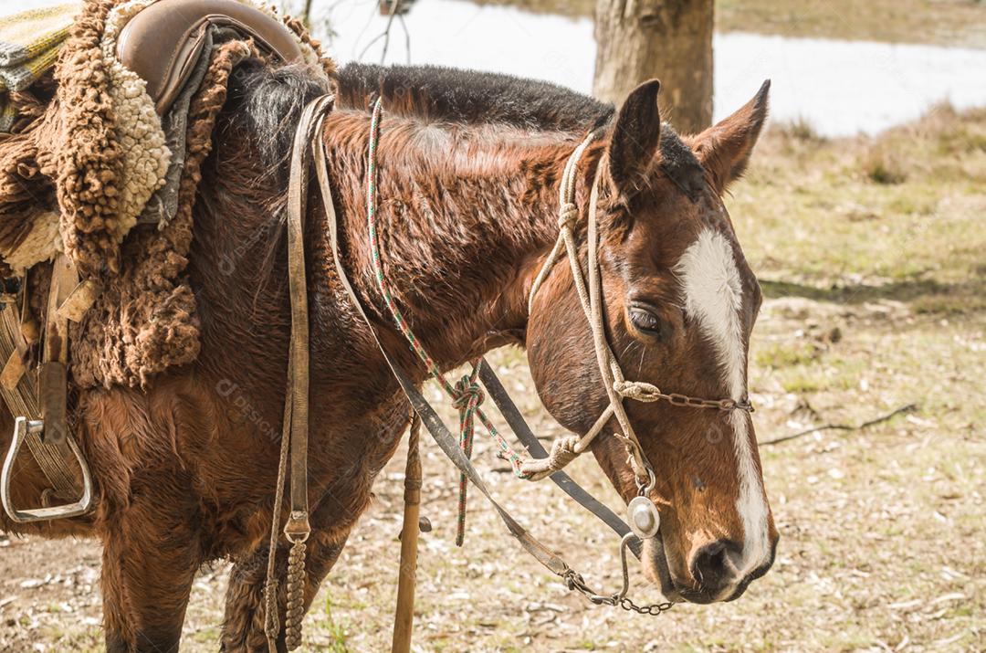 Cavalos da raça crioula na fazenda.