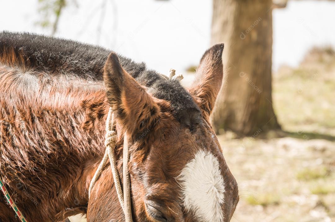 Cavalos da raça crioula na fazenda.