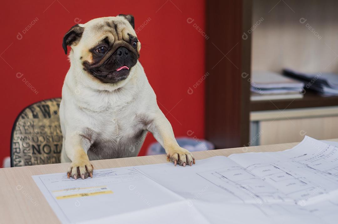 Cão de raça pug com patas na mesa cadeira enviada com planta de engenharia.