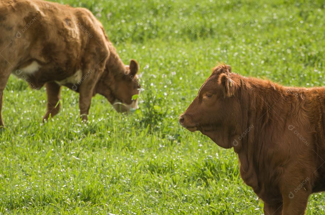 Belos bezerros de angus vermelhos pastando pastagens nutritivas