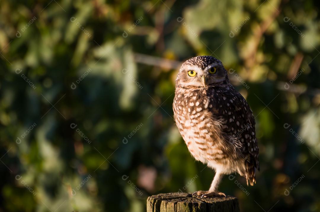 Linda coruja (Glaucidium minutissimum) na vinha