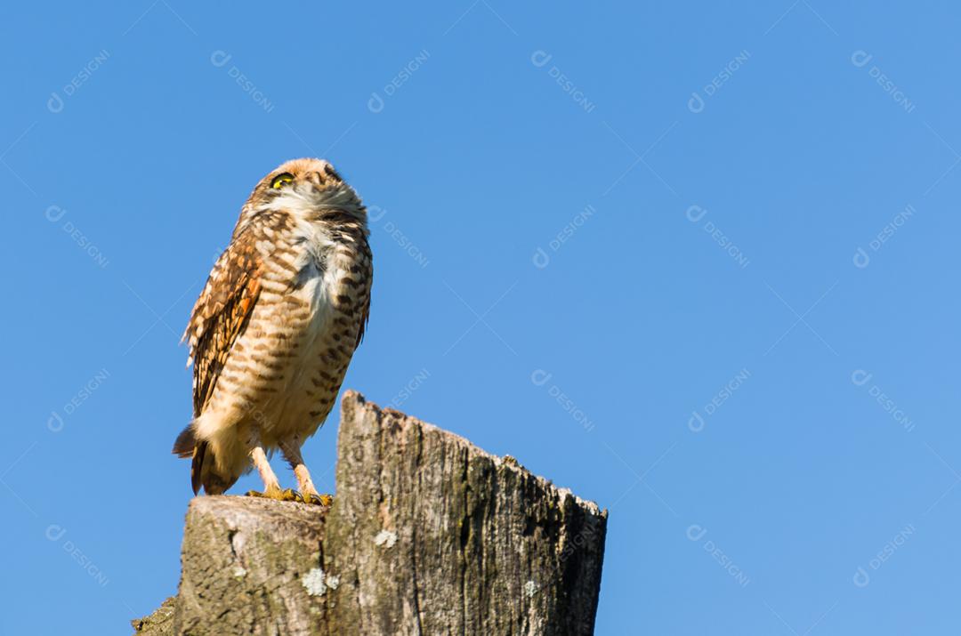 Linda coruja (Glaucidium minutissimum) em cima de um tronco de árvore.