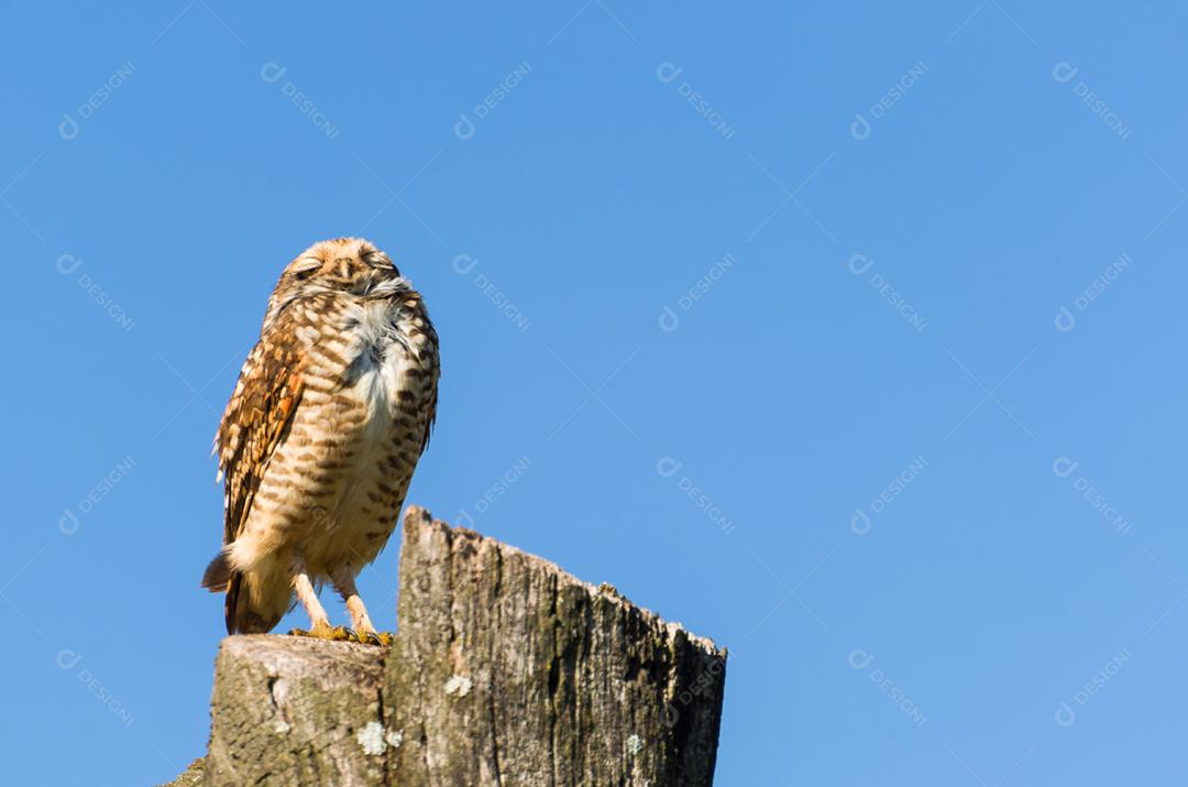 Linda coruja (Glaucidium minutissimum) em cima de um tronco de árvore.