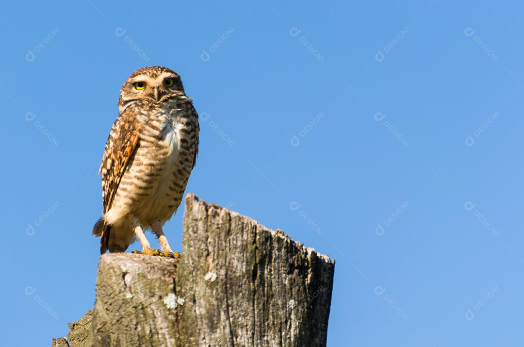 Linda coruja (Glaucidium minutissimum) em cima de um tronco de árvore.