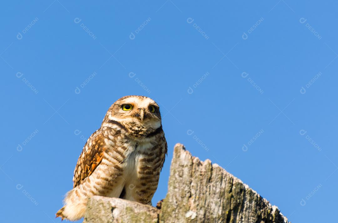 Linda coruja (Glaucidium minutissimum) em cima de um tronco de árvore.