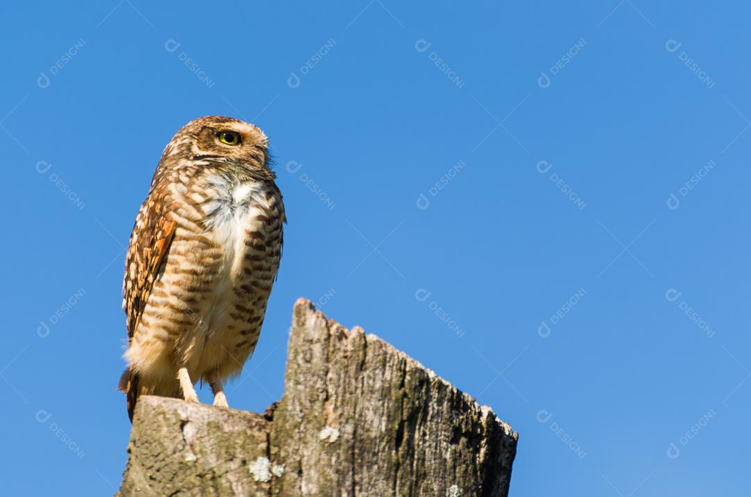 Linda coruja (Glaucidium minutissimum) em cima de um tronco de árvore.