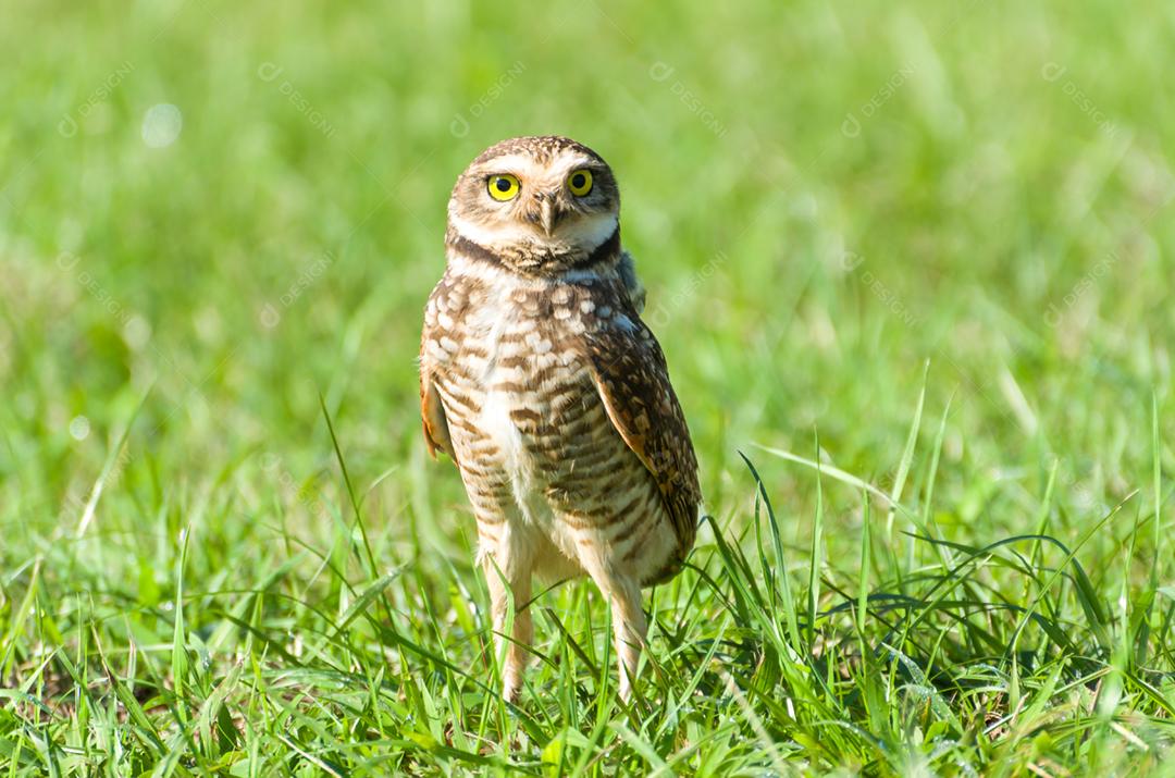 Linda coruja (Glaucidium minutissimum) em cima de uma grama.