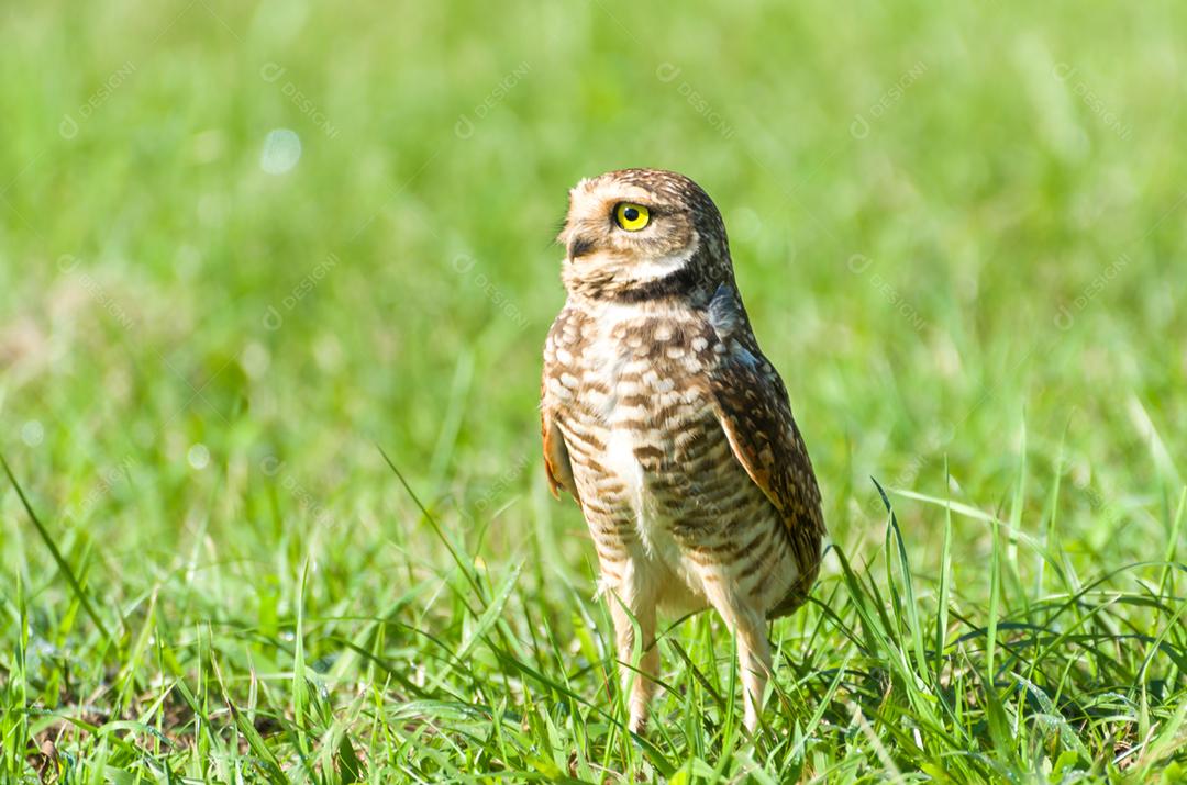 Linda coruja (Glaucidium minutissimum) em cima de uma grama.