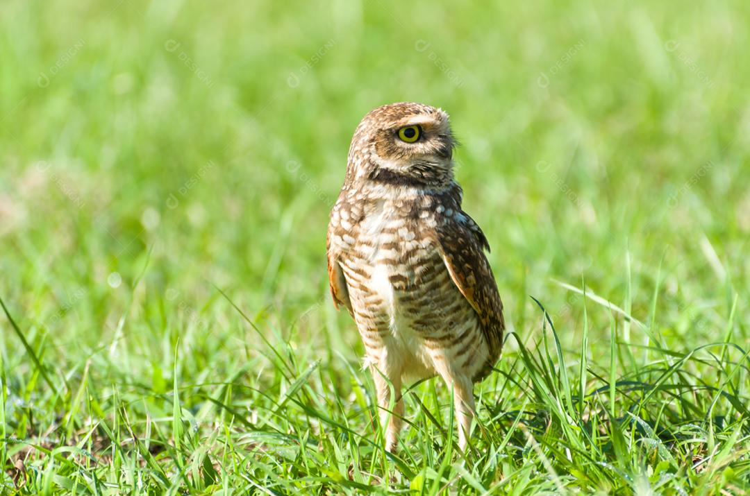 Linda coruja (Glaucidium minutissimum) em cima de uma grama.
