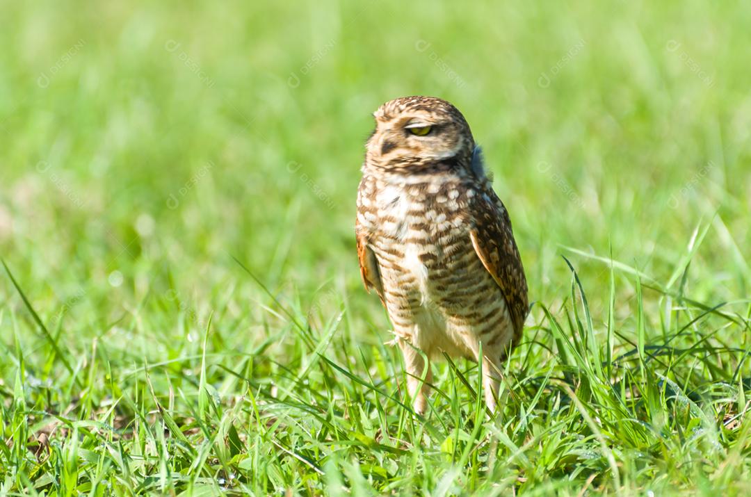 Linda coruja (Glaucidium minutissimum) em cima de uma grama.