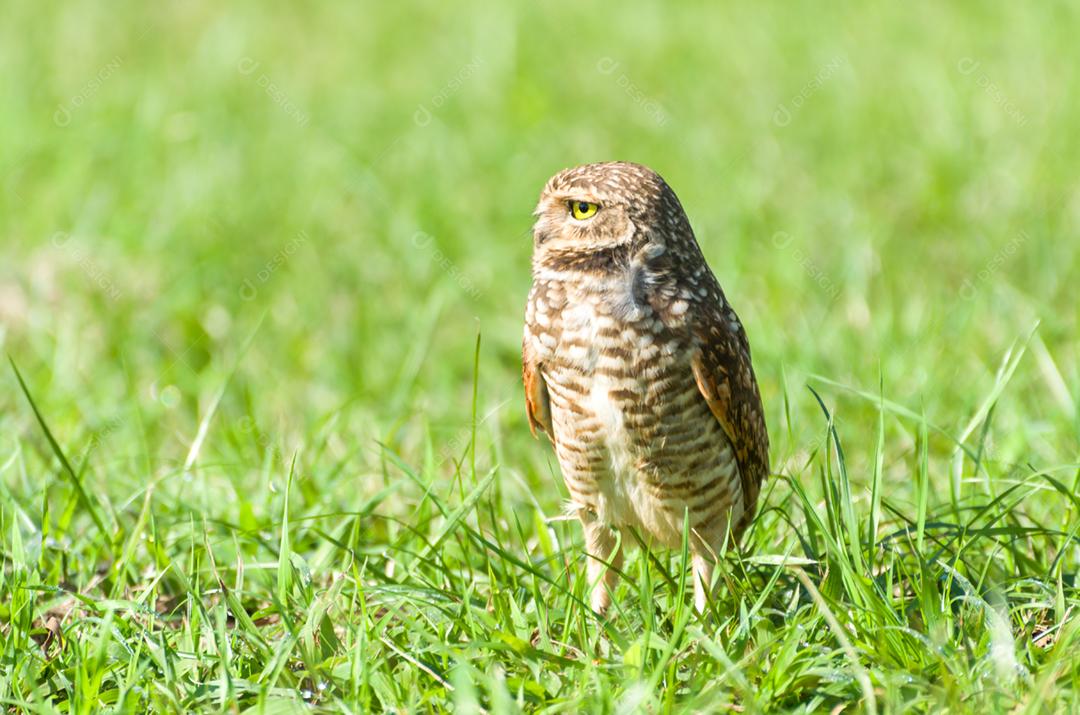 Linda coruja (Glaucidium minutissimum) em cima de uma grama.