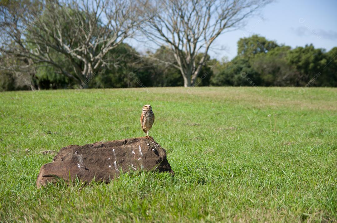 Linda coruja (Glaucidium minutissimum) em cima de uma grama.
