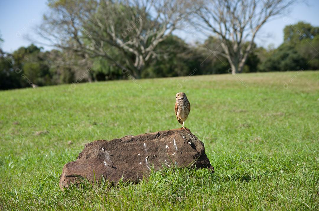 Linda coruja (Glaucidium minutissimum) em cima de uma grama.