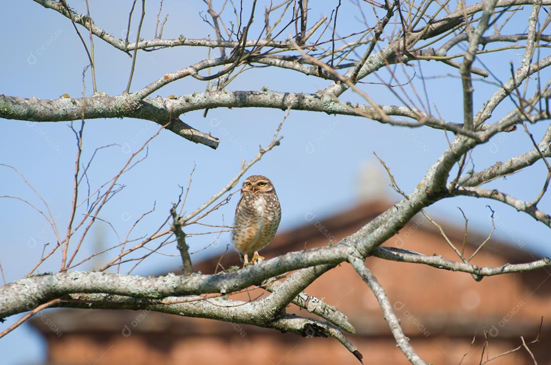 Linda coruja (Glaucidium minutissimum) em cima de uma árvore.
