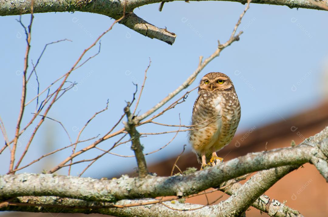 Linda coruja (Glaucidium minutissimum) em cima de uma árvore.