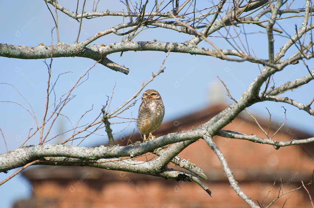 Linda coruja (Glaucidium minutissimum) em cima de uma árvore.