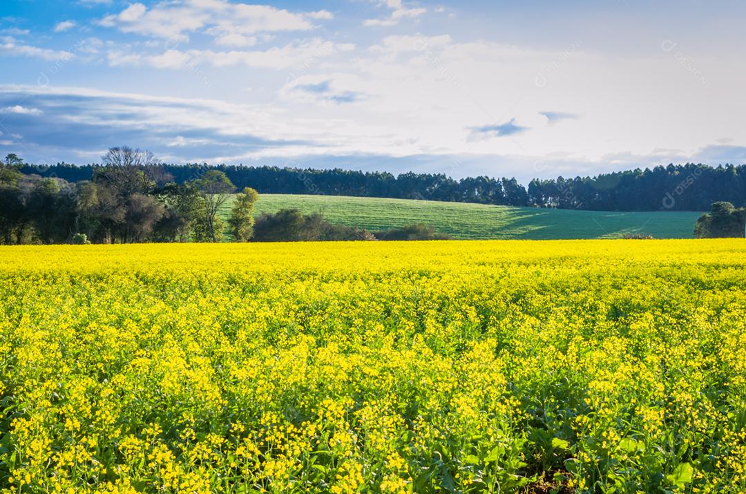 Linda plantação de canola, campo de flores amarelas no Brasil