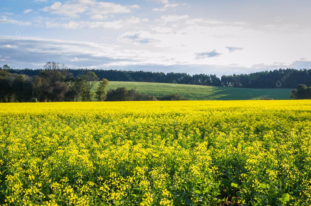 Linda plantação de canola, campo de flores amarelas no Brasil