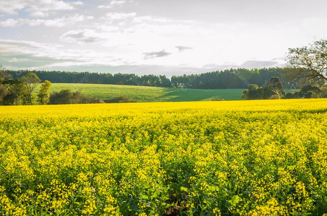 Linda plantação de canola, campo de flores amarelas no Brasil