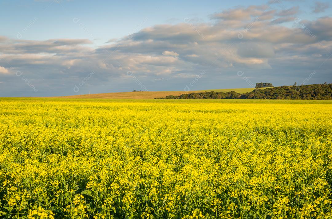 Linda plantação de canola, campo de flores amarelas no Brasil