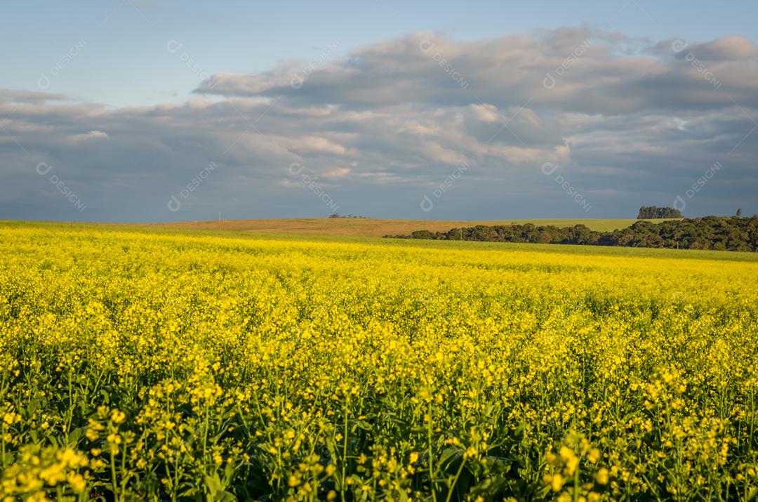 Linda plantação de canola, campo de flores amarelas no Brasil