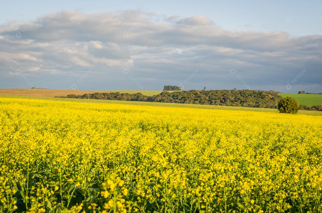 Linda plantação de canola, campo de flores amarelas no Brasil