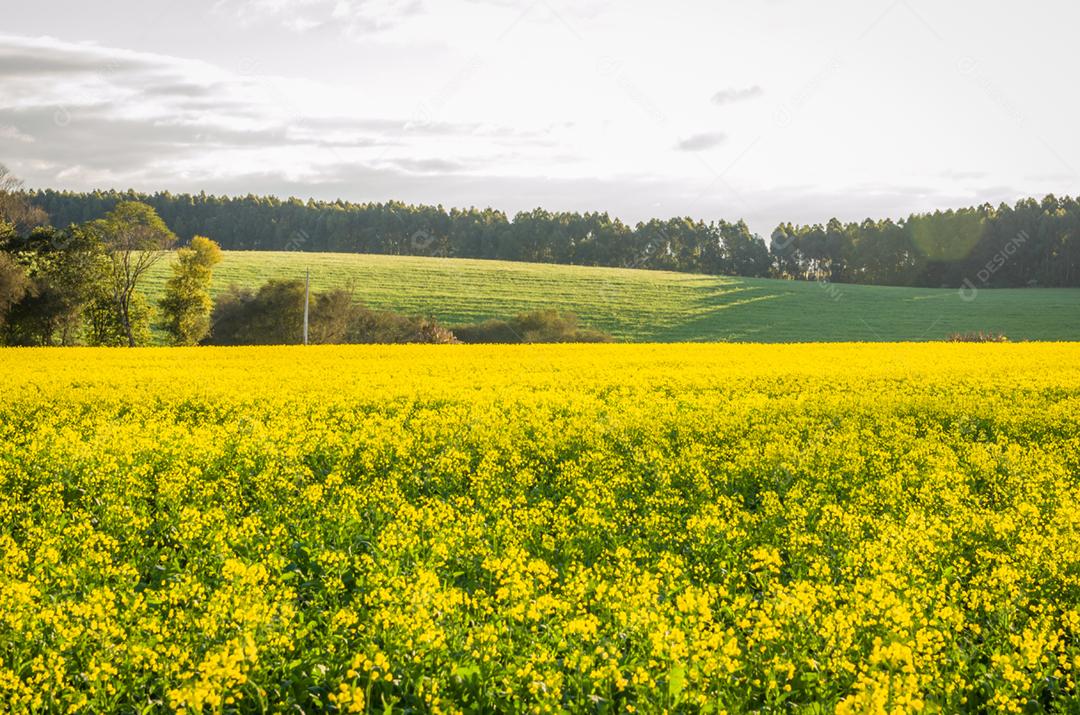 Linda plantação de canola, campo de flores amarelas no Brasil