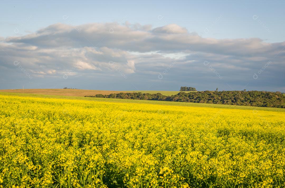 Linda plantação de canola, campo de flores amarelas no Brasil