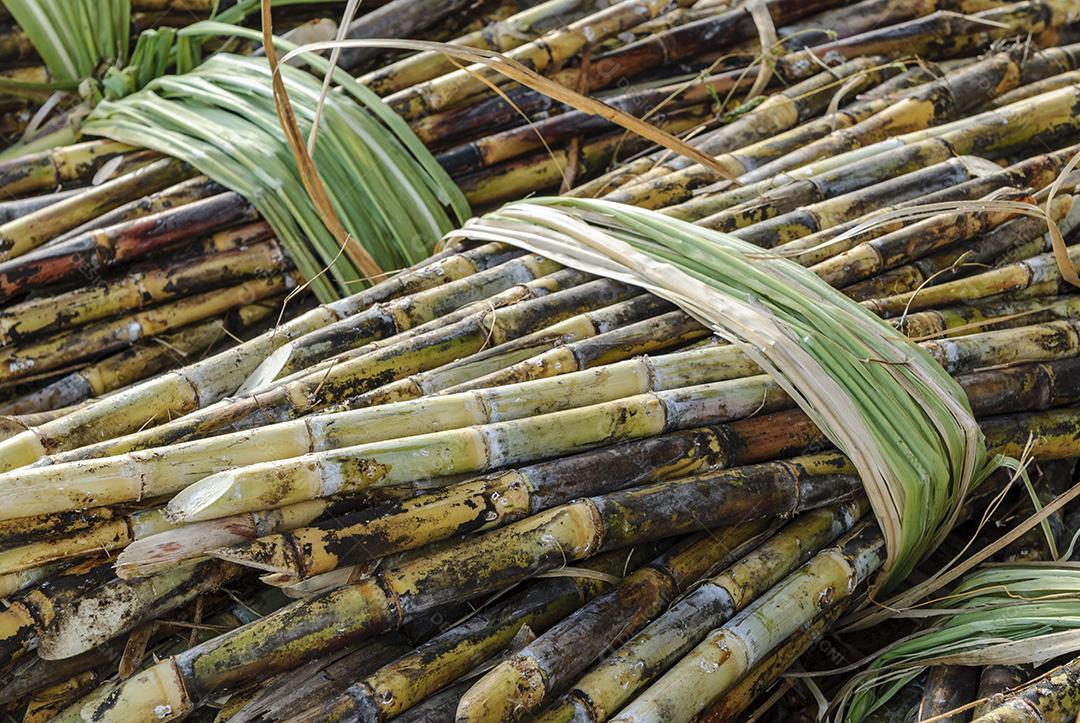 Cana-de-açúcar colhida formando textura. Agricultura brasileira.