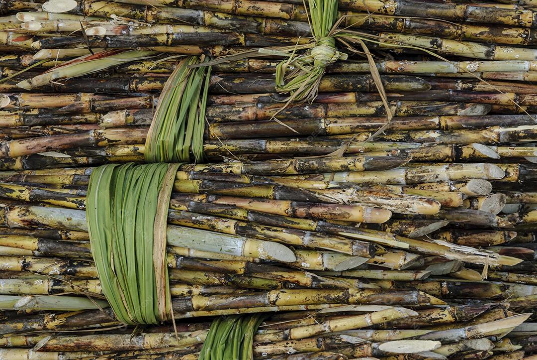 Cana-de-açúcar colhida formando textura. Agricultura brasileira.