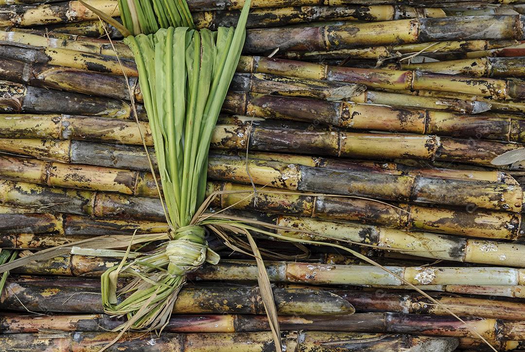Cana-de-açúcar colhida formando textura. Agricultura brasileira.