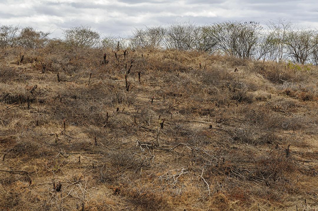 Desmatamento no bioma Caatinga, região semiárida do Nordeste brasileiro. Boa Ventura, Paraíba, Brasil