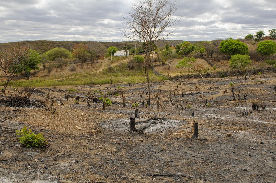 Desmatamento no bioma Caatinga, região semiárida do Nordeste brasileiro. Boa Ventura, Paraíba, Brasil