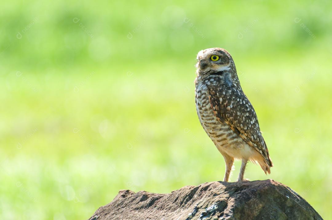 Linda coruja (Glaucidium minutissimum) em cima de uma rocha.