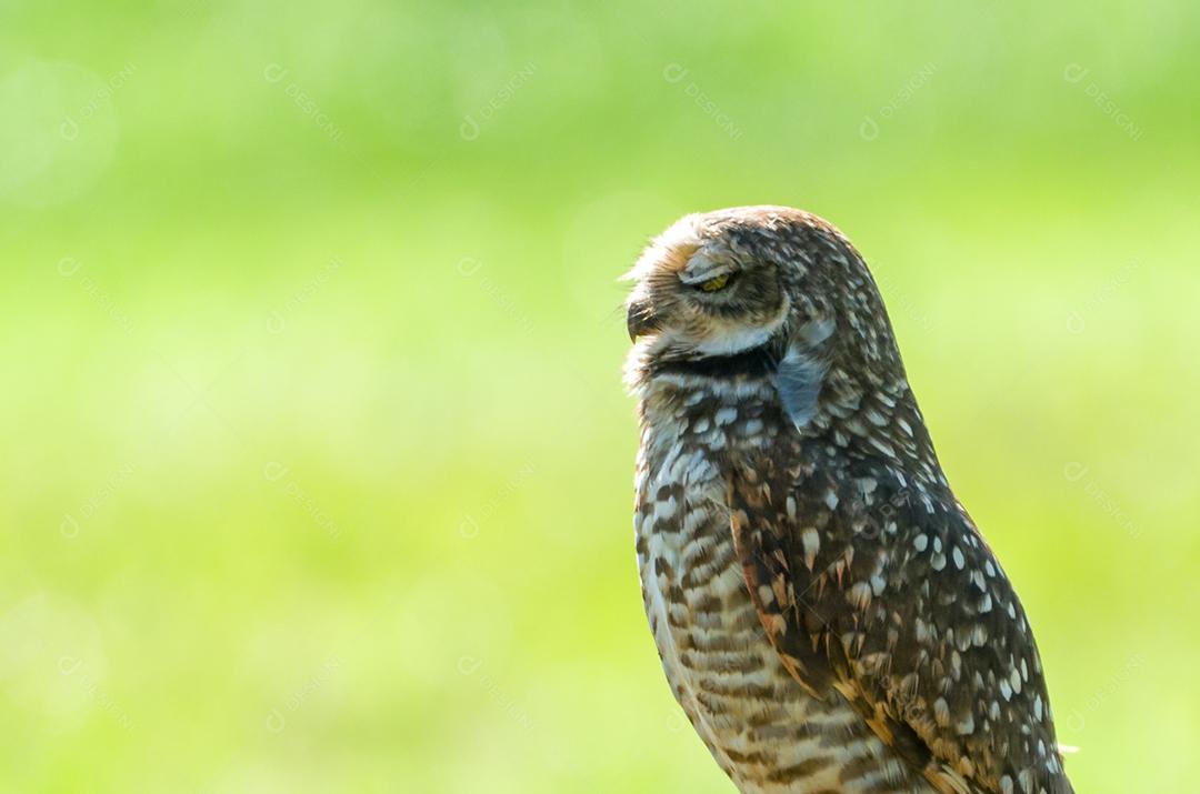 Linda coruja (Glaucidium minutissimum) em cima de uma rocha.